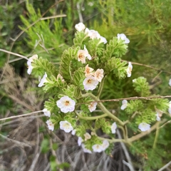 Phacelia ixodes