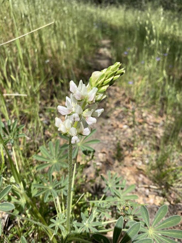 iNaturalist observation photo of lupines