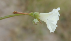 Ipomoea coptica image