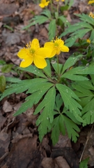 Anemonoides ranunculoides