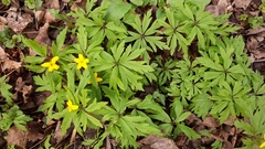 Anemonoides ranunculoides