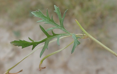 Ipomoea coptica image