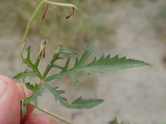 Ipomoea coptica image