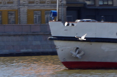 Chroicocephalus ridibundus