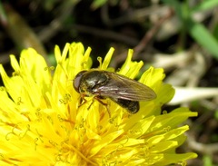 Cheilosia fraterna