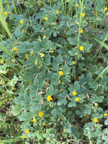 iNaturalist observation photo of deervetch
