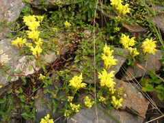 Scutellaria ossethica