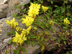 Scutellaria ossethica