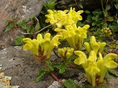 Scutellaria ossethica