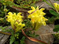 Scutellaria ossethica