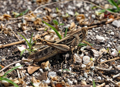 Schistocerca americana