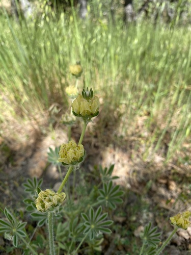 iNaturalist observation photo of chick lupine