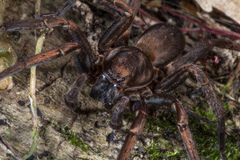 Uliodon albopunctatus