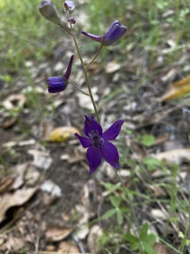 iNaturalist observation photo of larkspurs