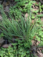 Nassella leucotricha