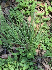 Nassella leucotricha