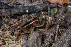 Hemiandrus pallitarsis