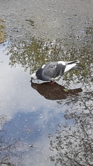 Columba livia domestica