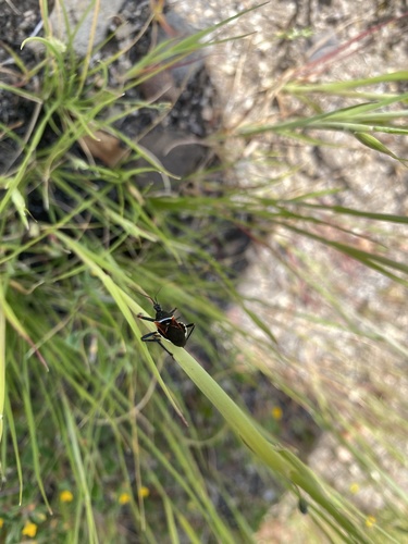 iNaturalist observation photo of California Bee Assassin