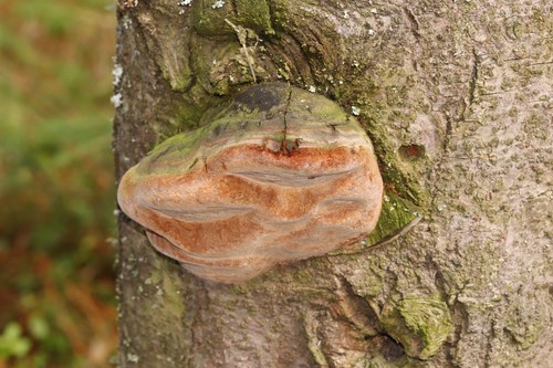 Fomitiporia hartigii