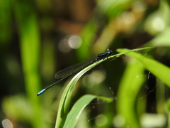 Acanthagrion quadratum
