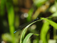 Acanthagrion quadratum