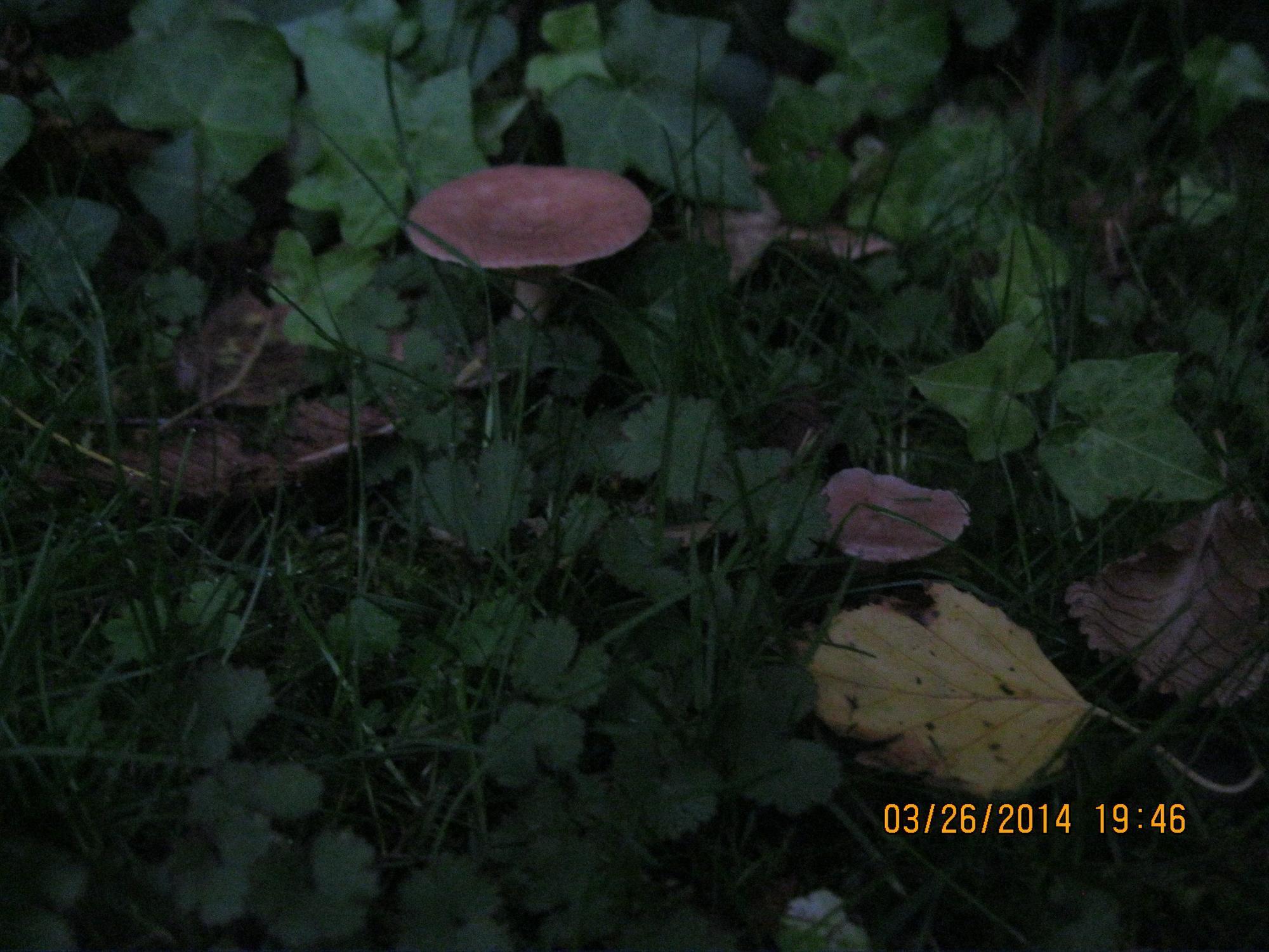 Lactarius glyciosmus image