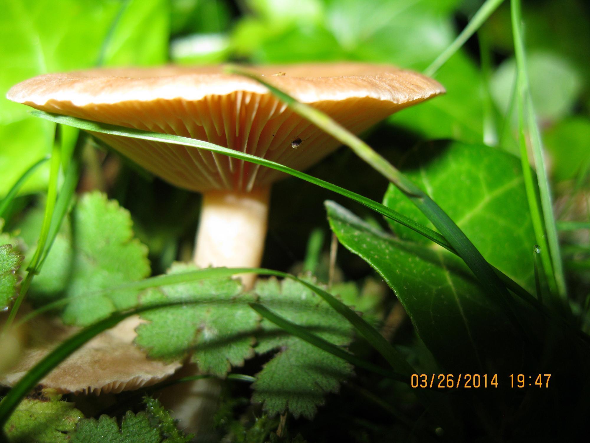 Lactarius glyciosmus image