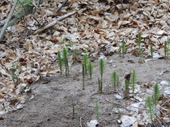 Equisetum telmateia telmateia