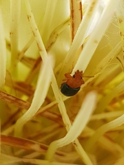 Chirodica