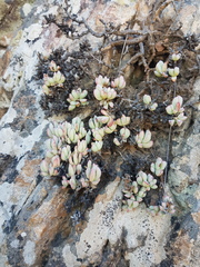 Oscularia caulescens