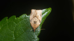 Adoxophyes honmai