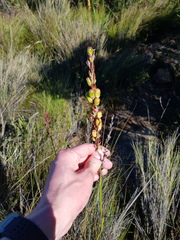 Tritoniopsis triticea