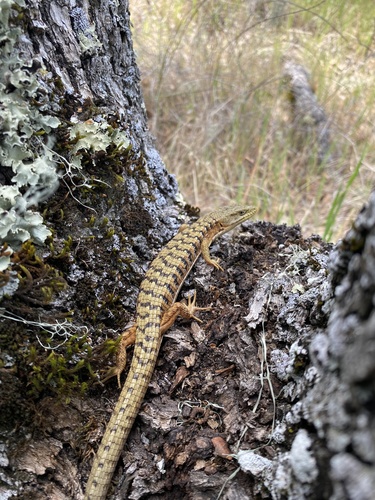 iNaturalist observation photo of Southern Alligator Lizard