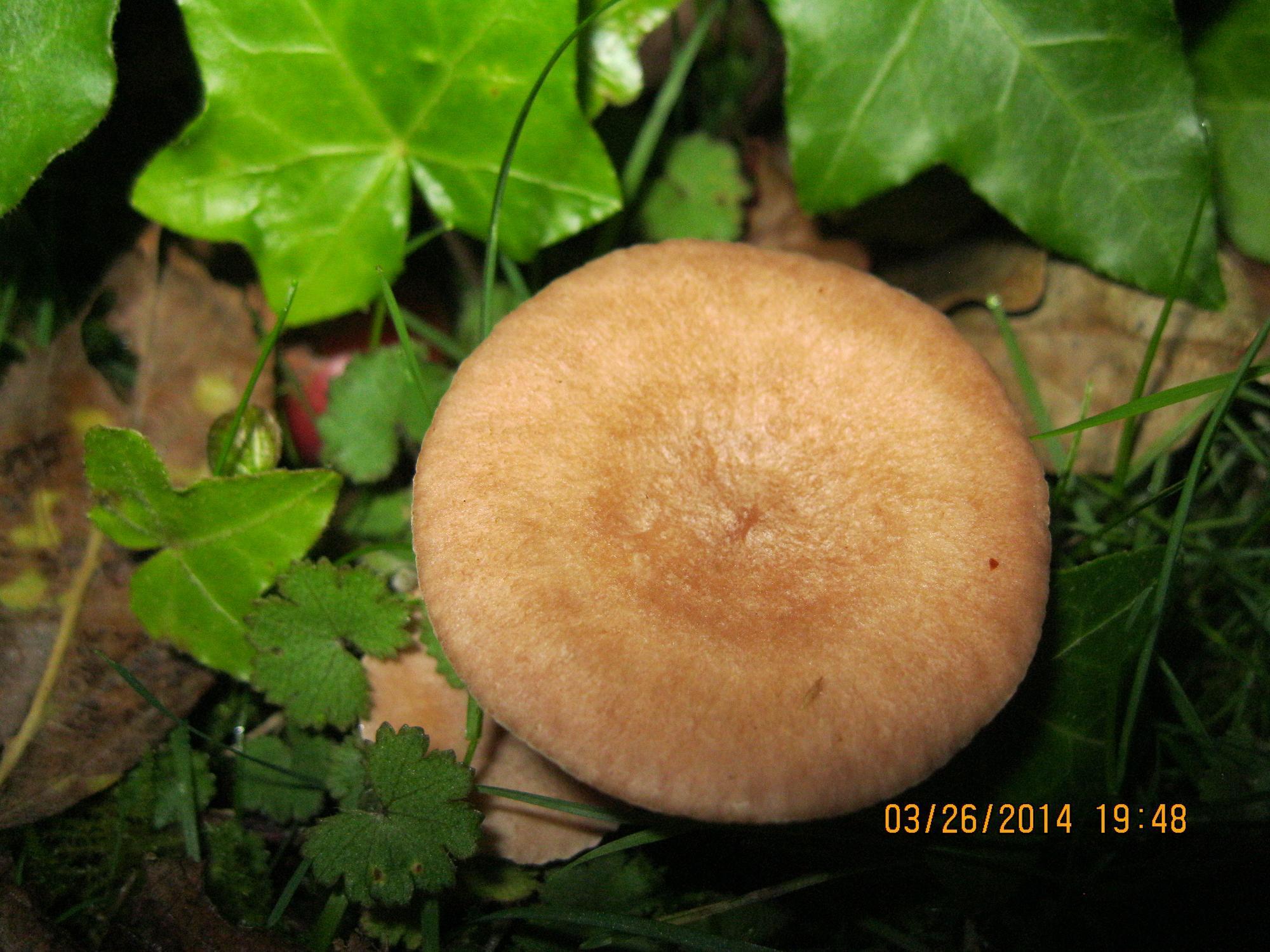 Lactarius glyciosmus image