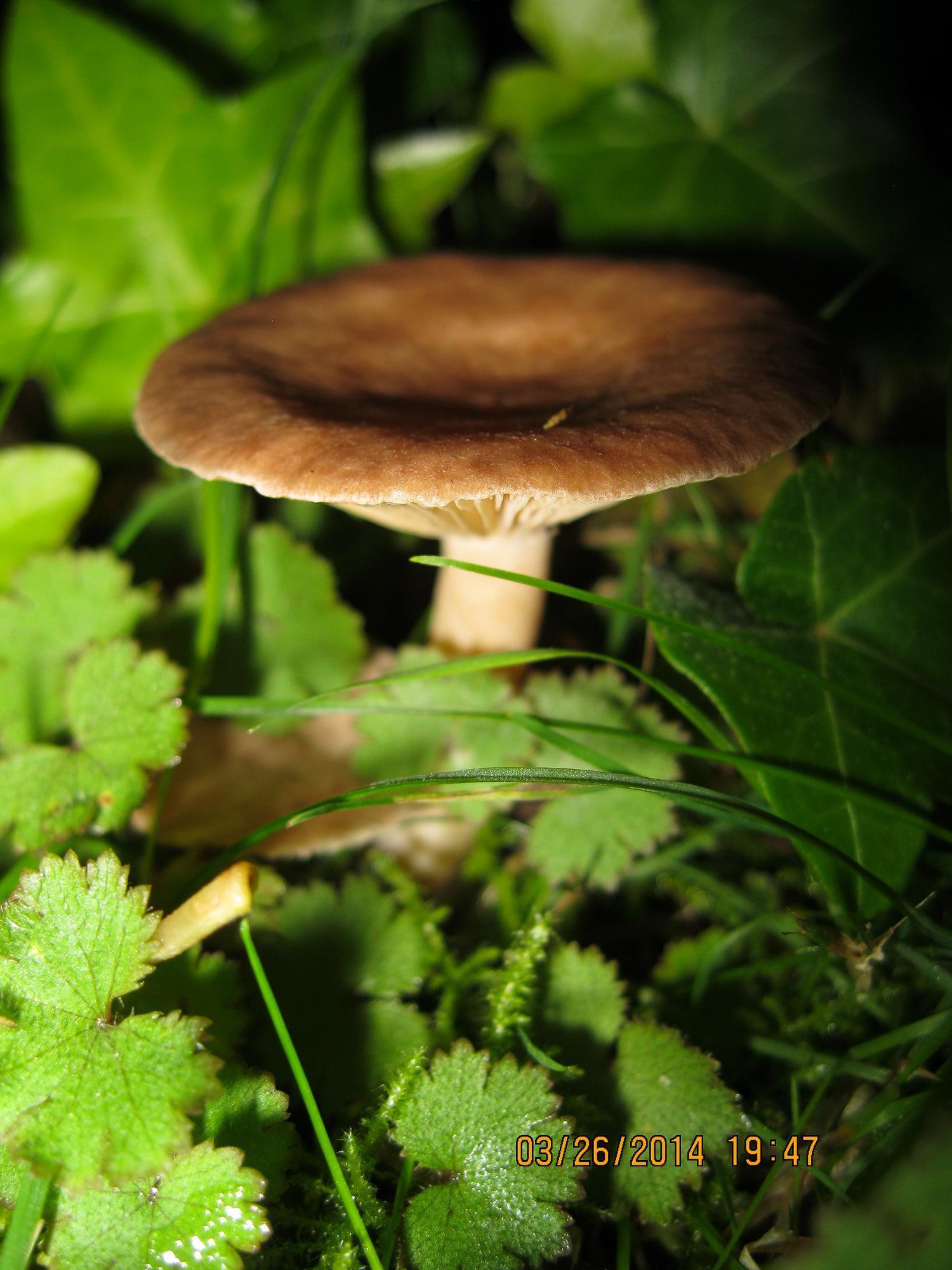 Lactarius glyciosmus image