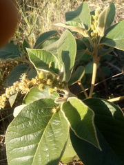 Croton peraeruginosus