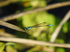 Acanthagrion quadratum