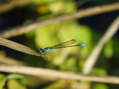 Acanthagrion quadratum