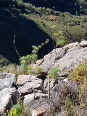 Notobubon capense