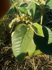 Croton peraeruginosus
