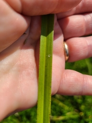 Cyperus ligularis image