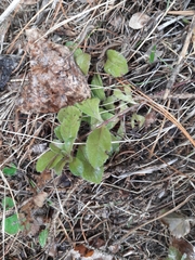 Veronica officinalis