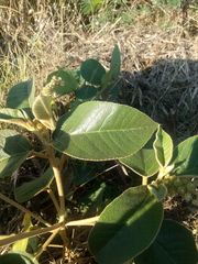 Croton peraeruginosus