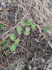 Veronica officinalis