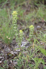 Sideritis montana montana