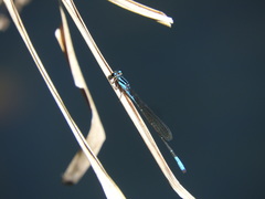 Acanthagrion quadratum
