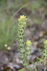 Sideritis montana montana