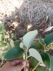 Croton peraeruginosus