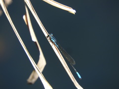 Acanthagrion quadratum